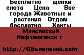 Бесплатно !!! щенки енота!! › Цена ­ 1 - Все города Животные и растения » Отдам бесплатно   . Ханты-Мансийский,Нефтеюганск г.